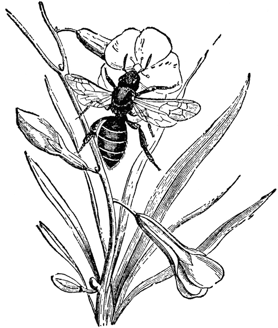 Bee Pollinating a Flower | ClipArt ETC