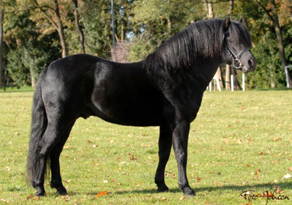 Deutsche Ponyzucht - Ponys - Ponyrassen | FN