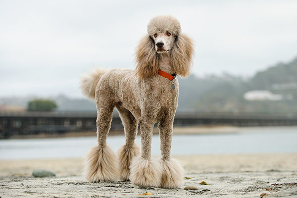 Poodle Dog Breed Information