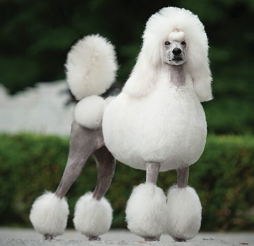 poodle images