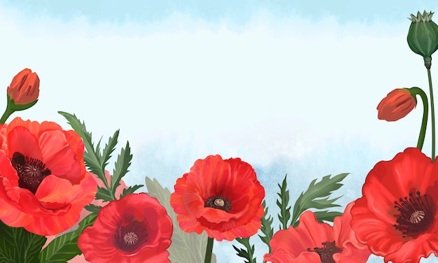 Poster, Wandbilder Beautiful red corn poppy flowers on black and white  background, 40x26.7 cm