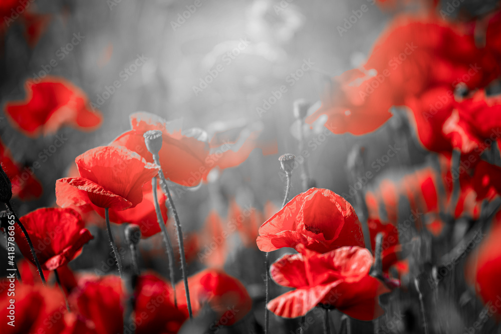 Poppies Background Photos, Images &amp; Pictures | Shutterstock