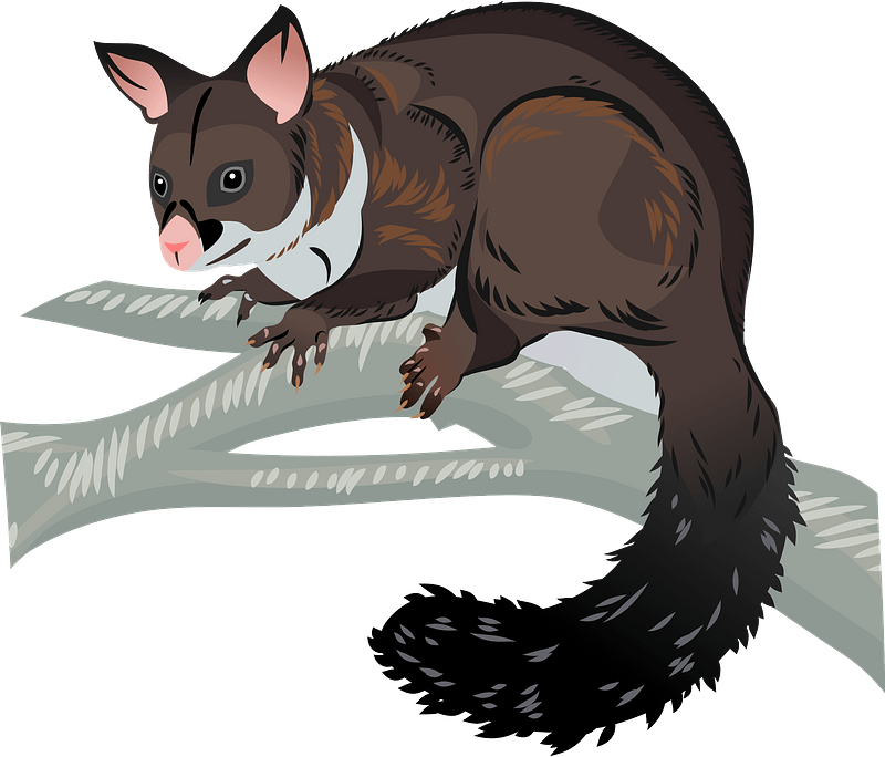 Brushtail Possum - Free vector clipart images on clipart library.com