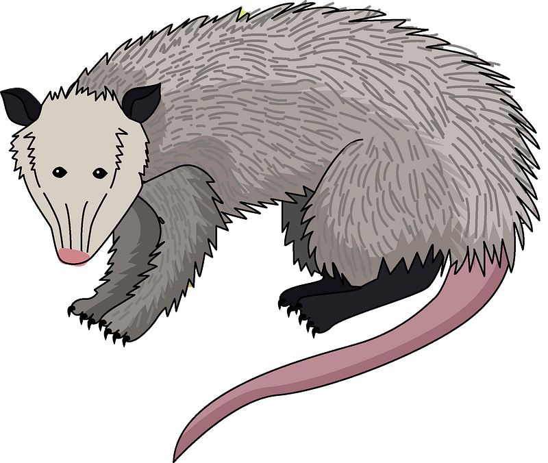 Possum - Free vector clipart images on clipart library.com