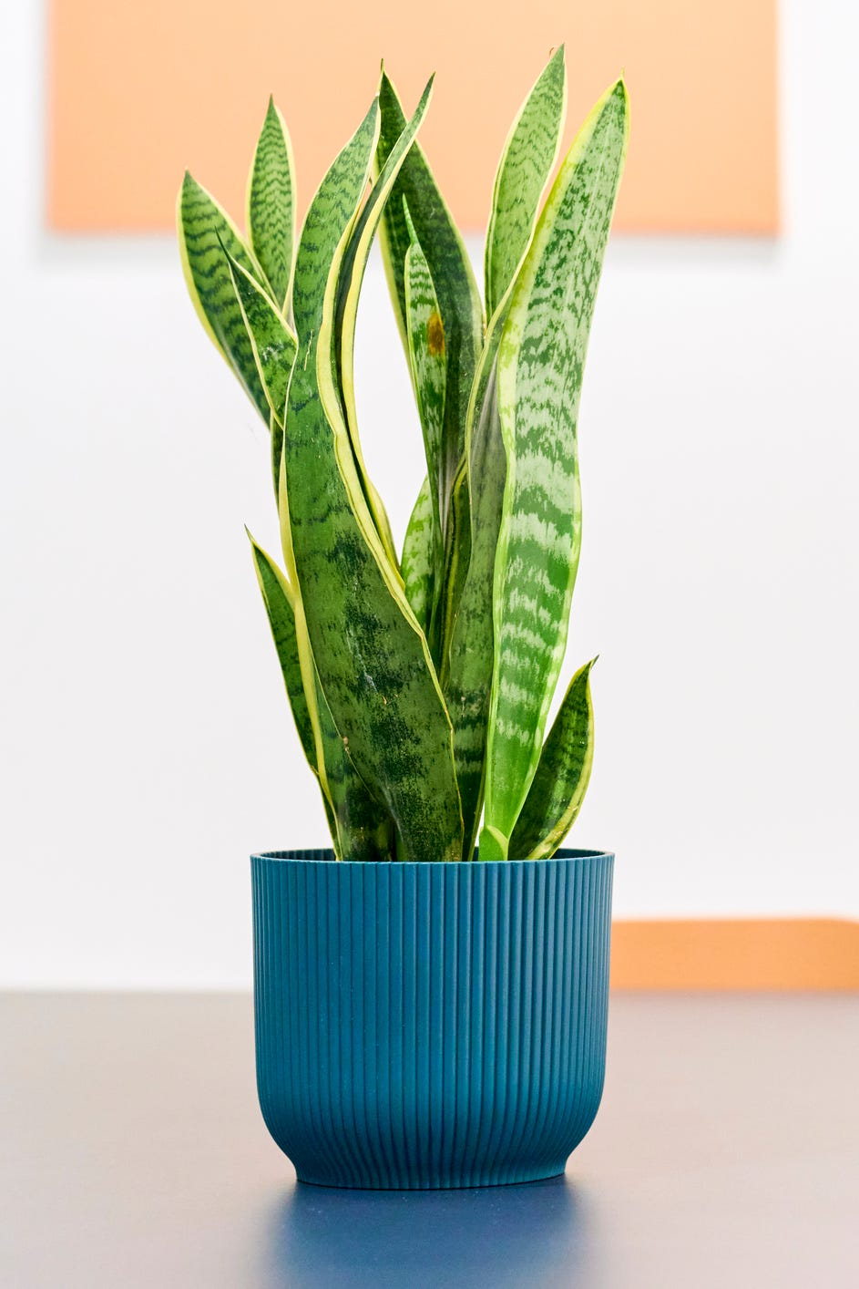 potted plants pictures