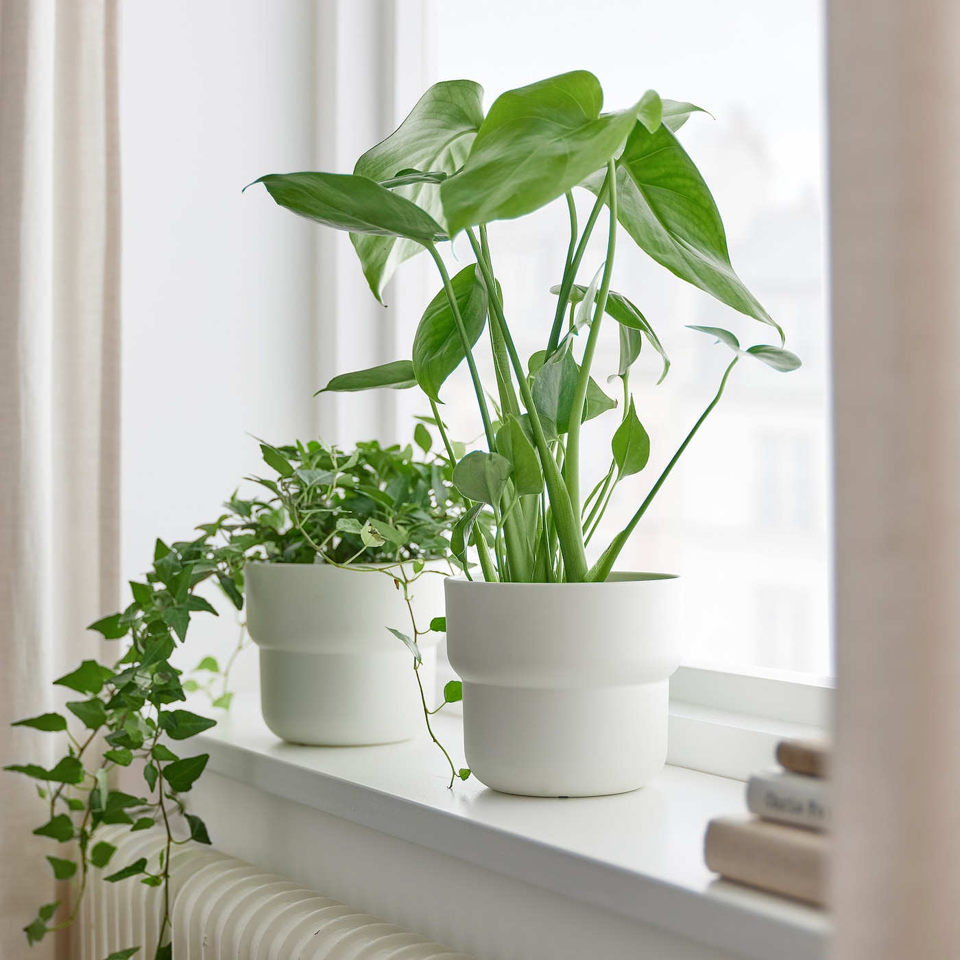 potted plants pictures