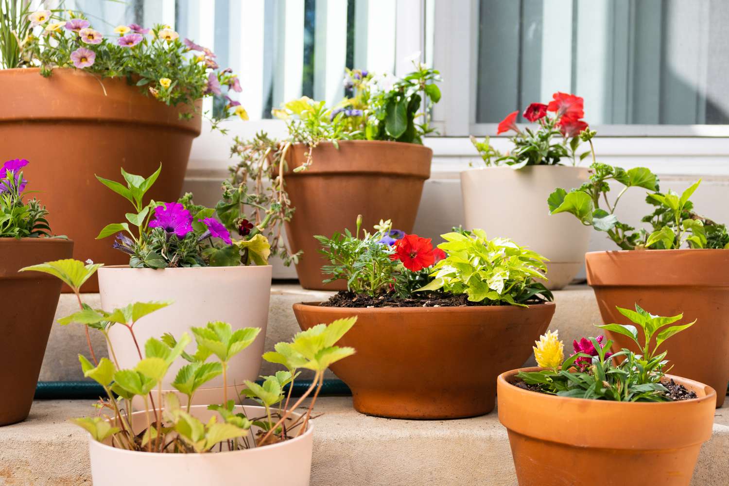 potted plants pictures