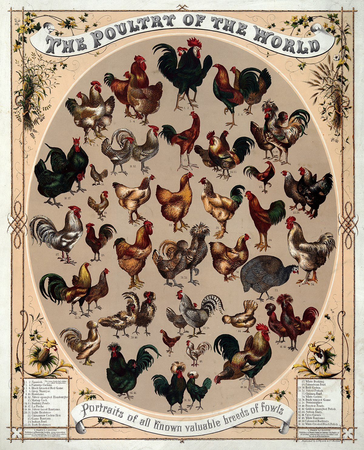 Poultry - Wikipedia