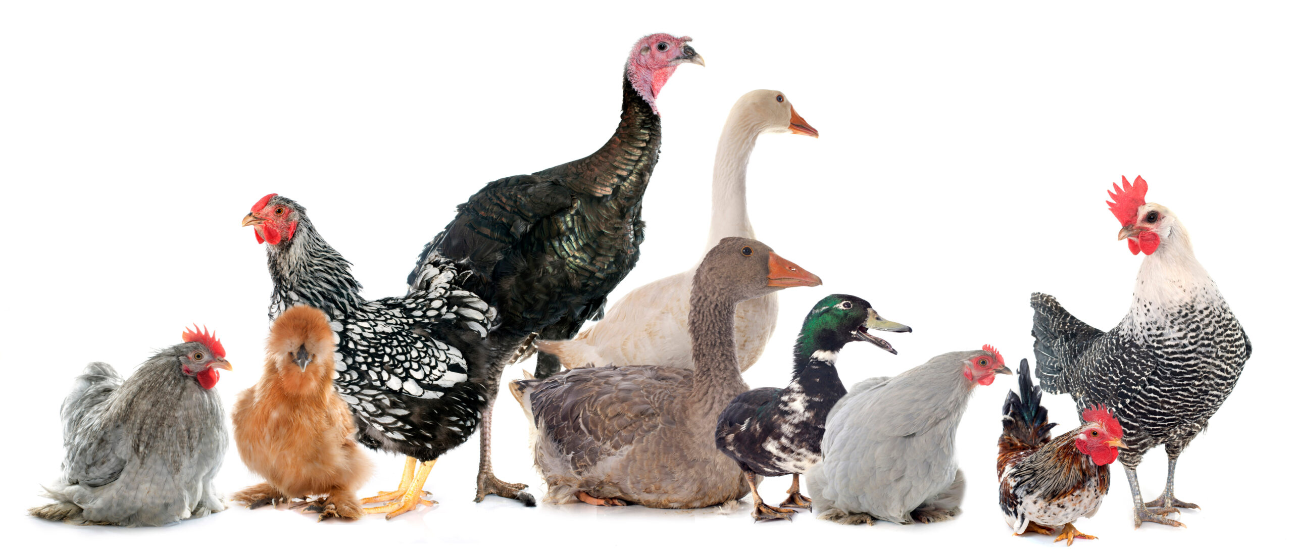 Poultry Farming Terminology - Whats in a Name? - Backyard Poultry