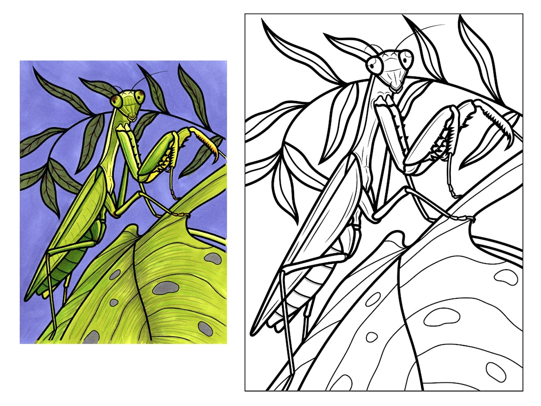praying mantis coloring page
