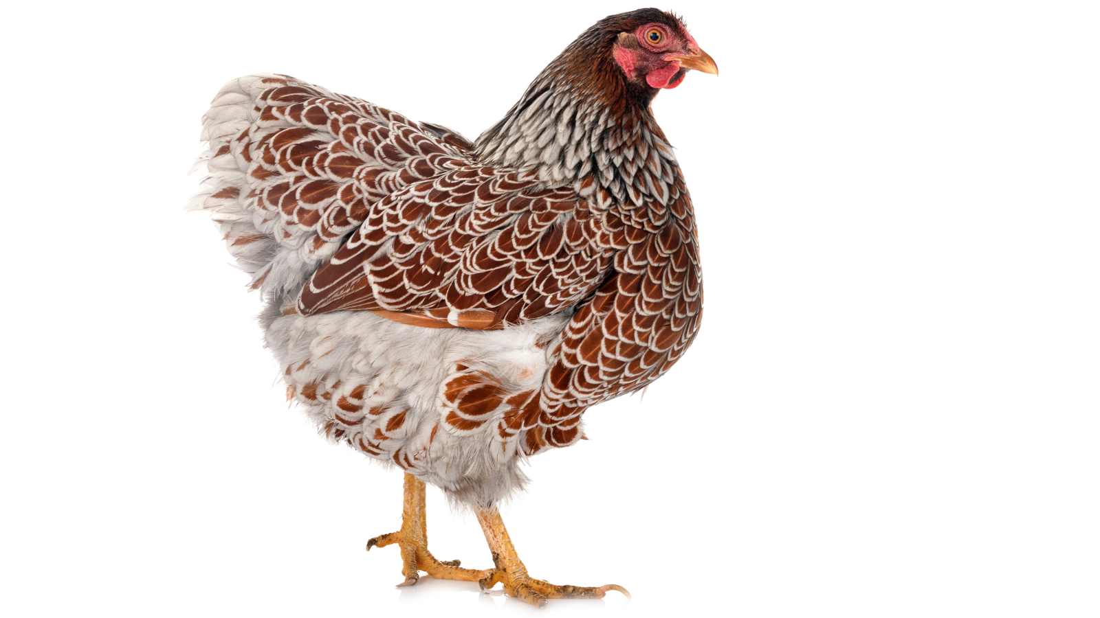 13 Rare &amp; Beautiful Chicken Breeds - The Peasants Daughter