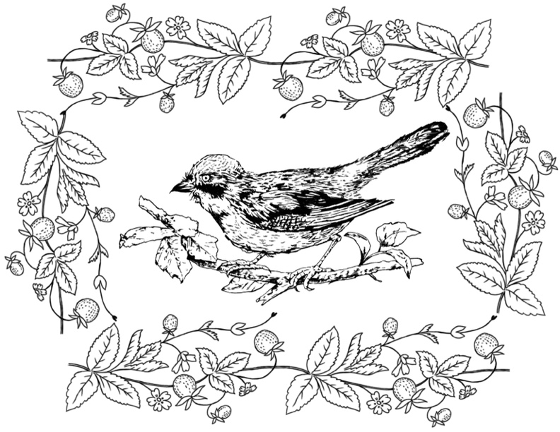 printable coloring pages birds