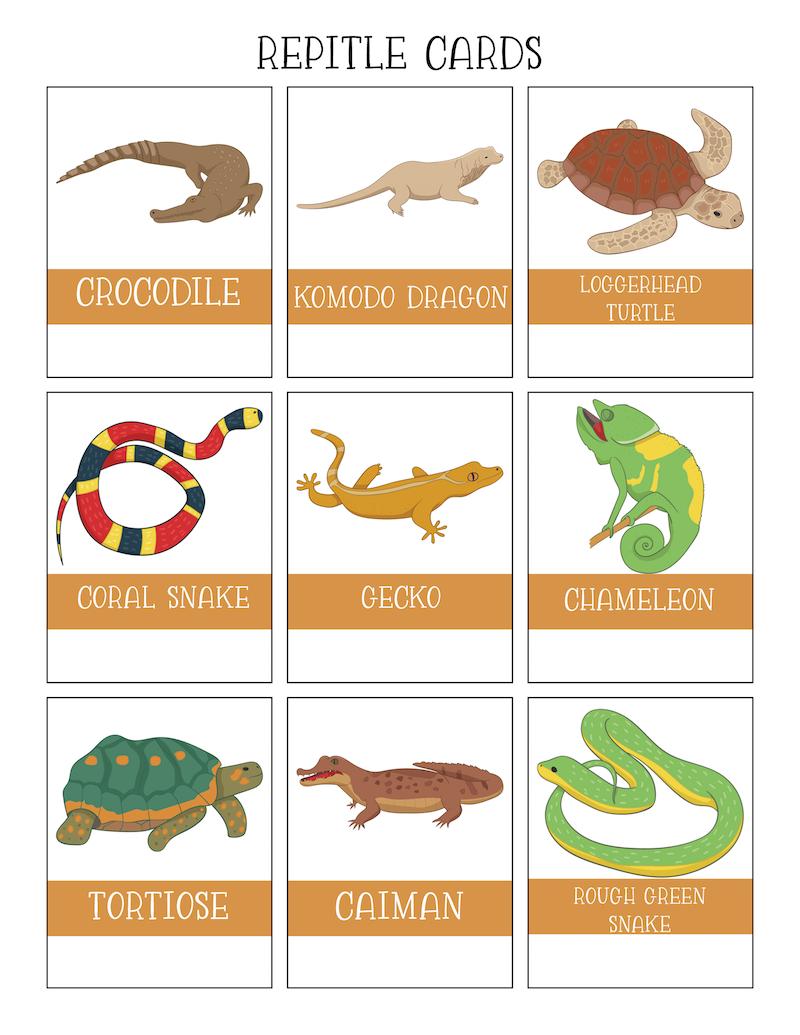 printable pictures of reptiles