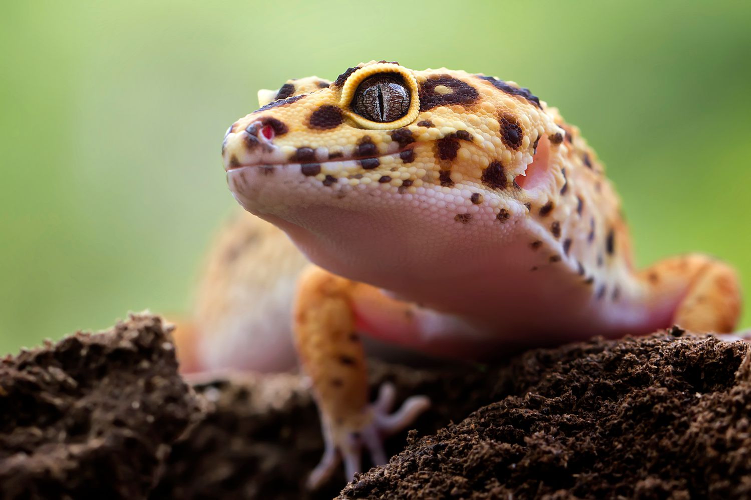 printable pictures of reptiles