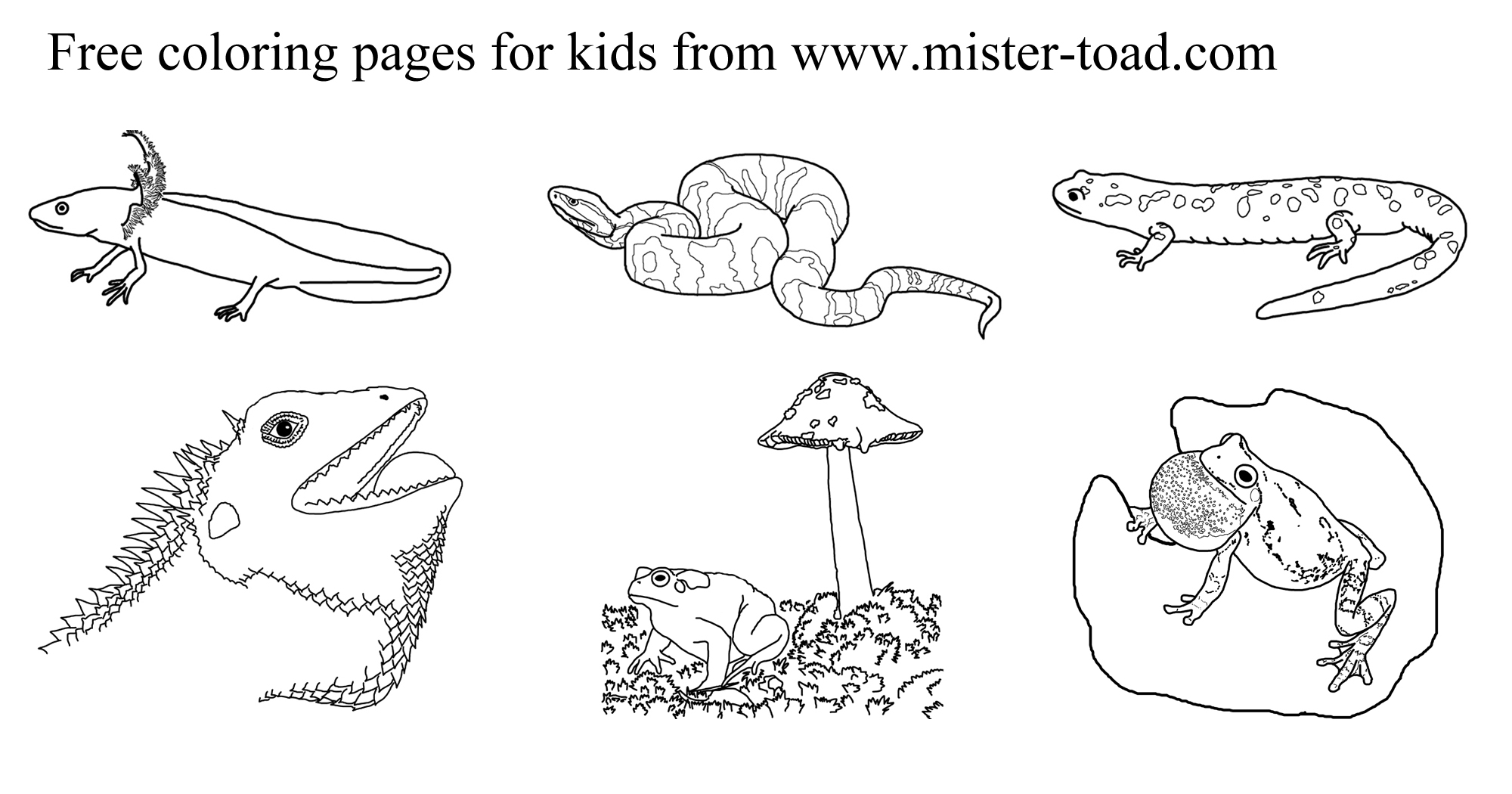 printable pictures of reptiles