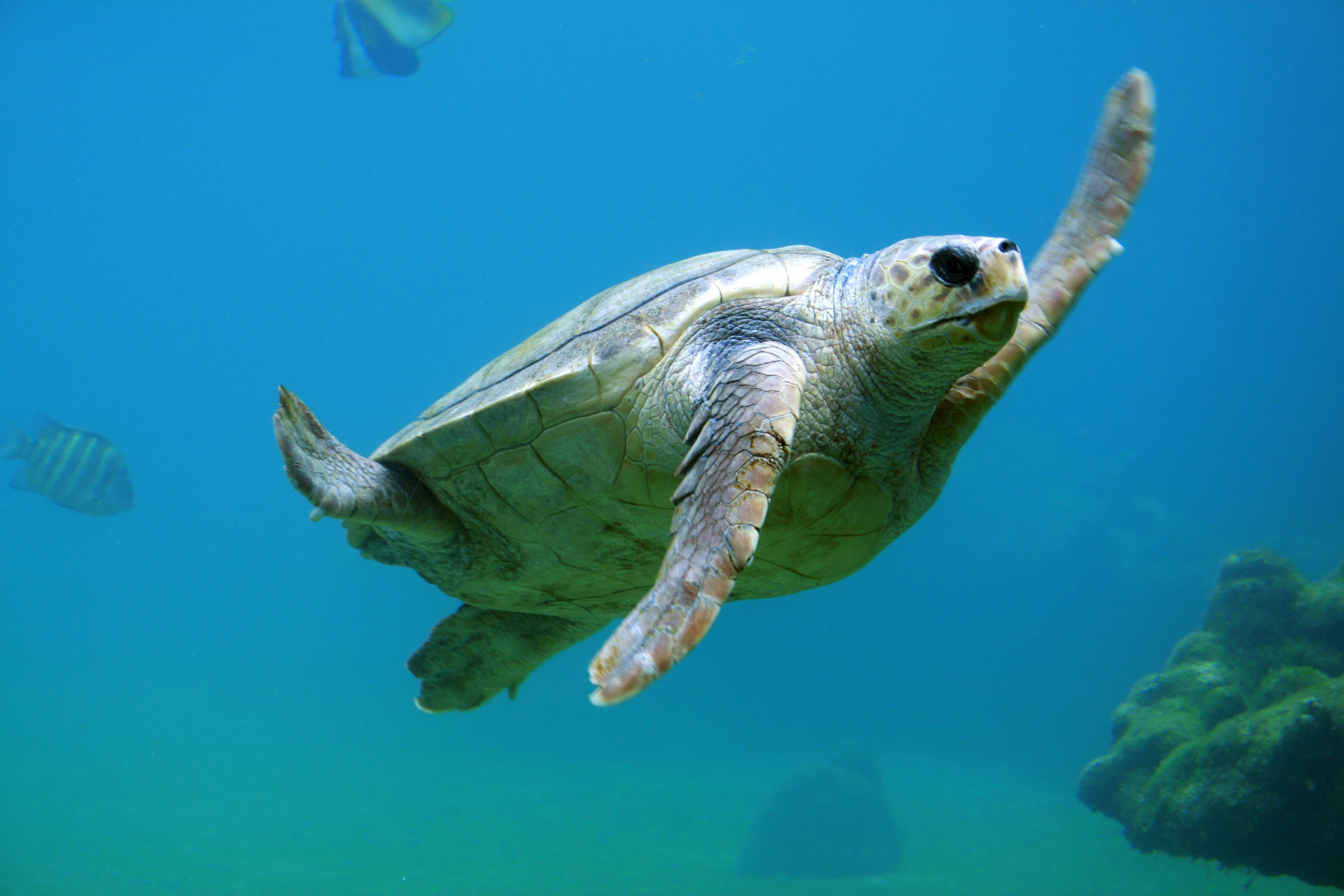 printable pictures of sea turtles