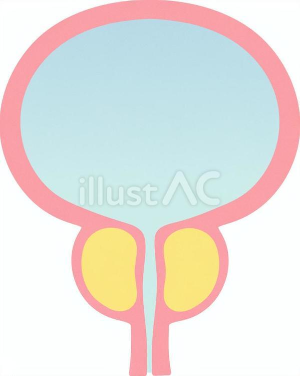 Free Vectors | bladder and prostate