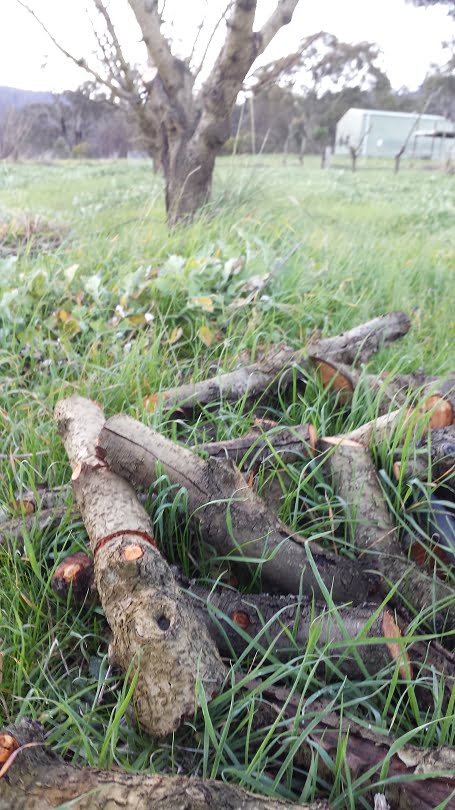 4 ways to use fruit tree prunings – Grow Great Fruit