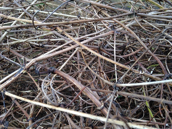 Prunings - Angela Morley Garden Design