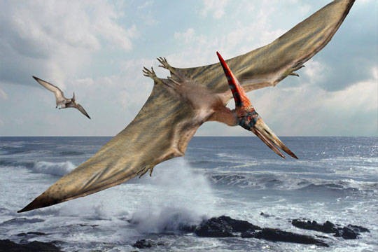 pterodactyl