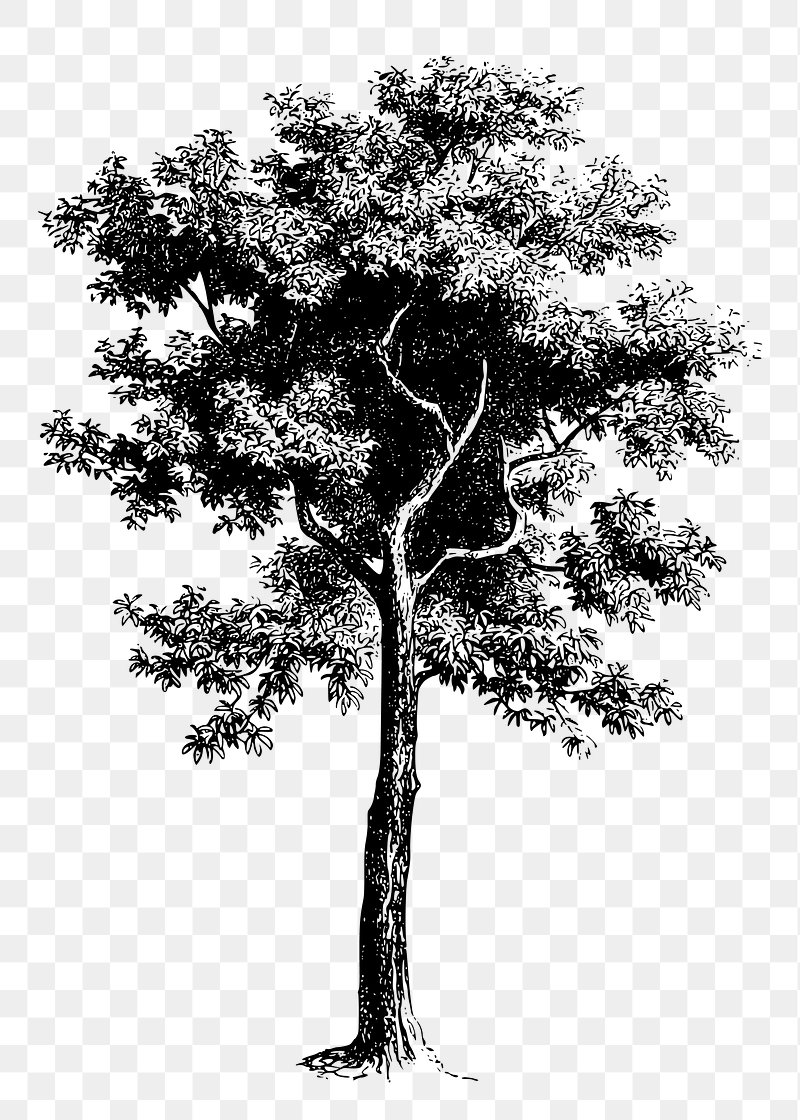 public domain tree cliparts