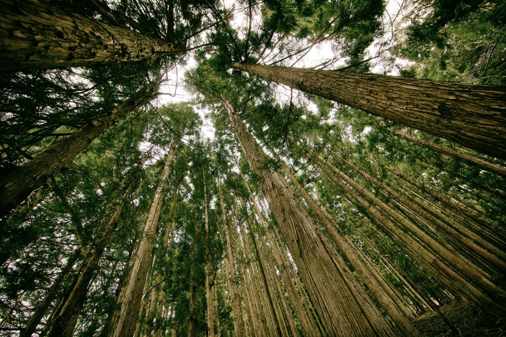 Public Domain Images - Tall Forest Green Trees - Public Domain ...