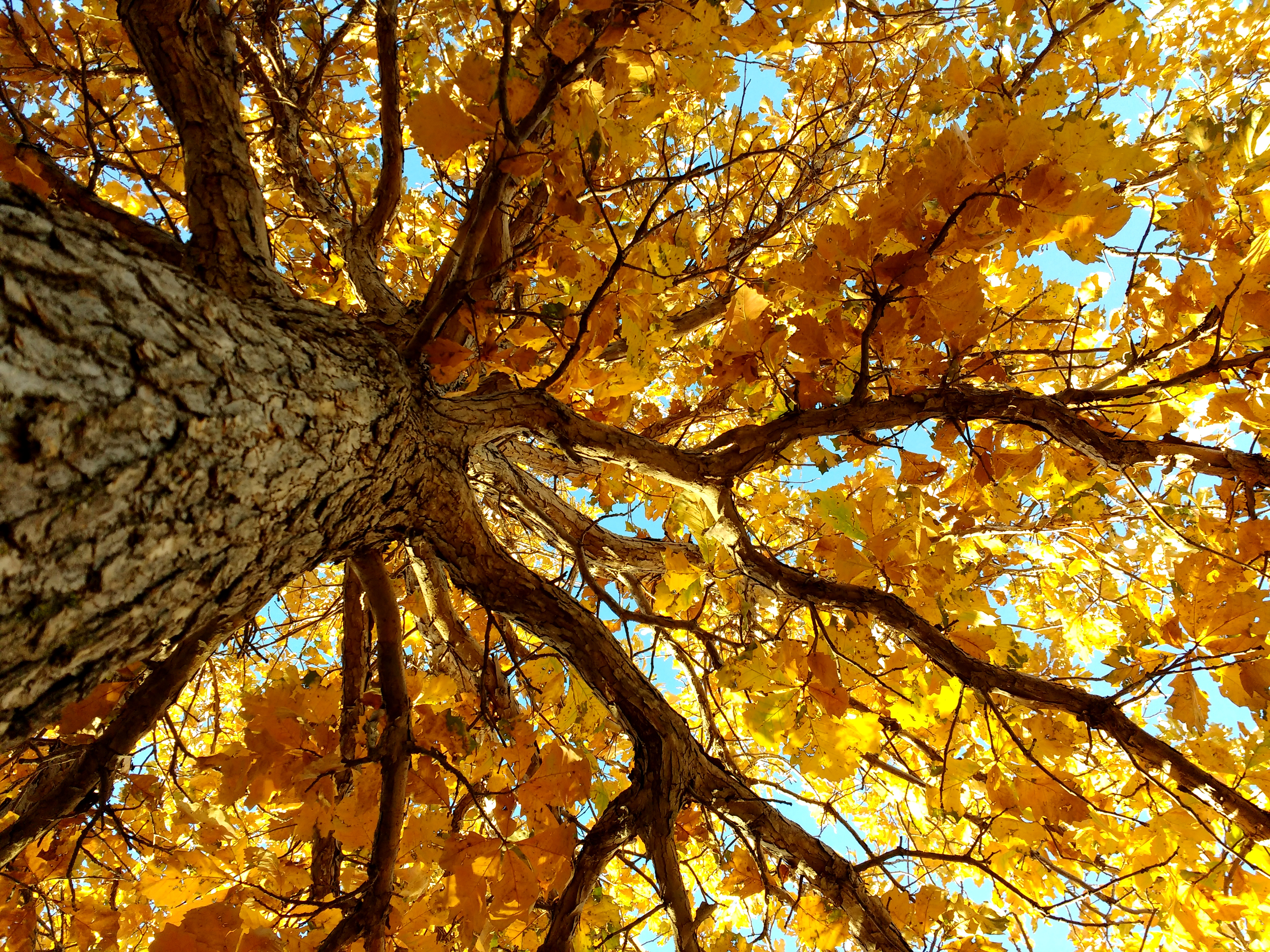 Trees – Photos Public Domain