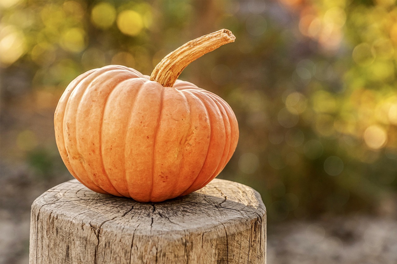 pumpkin photos free