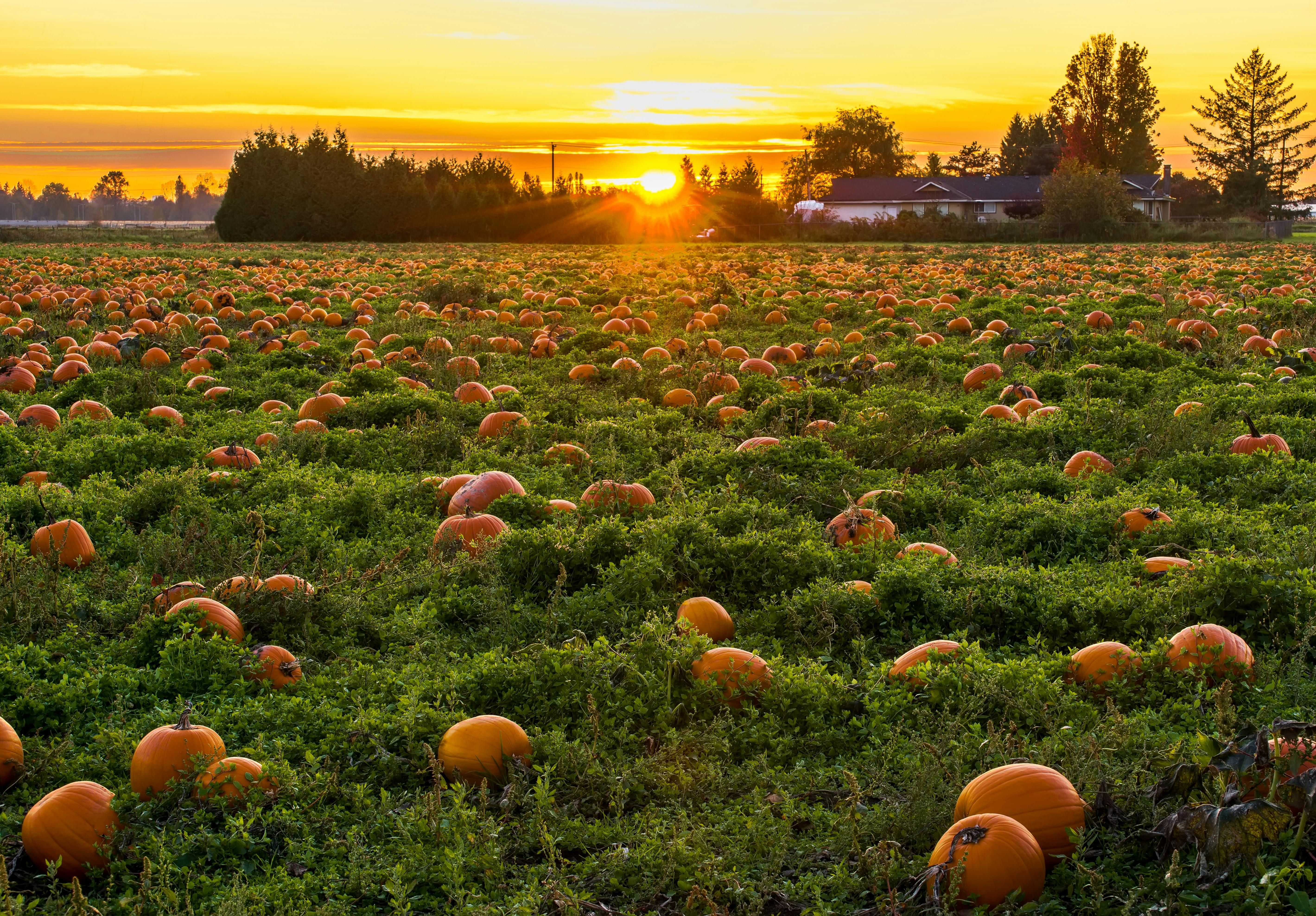 pumpkin photos free