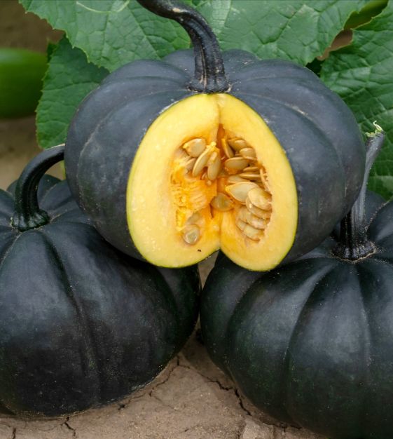 Black Kat Pumpkin