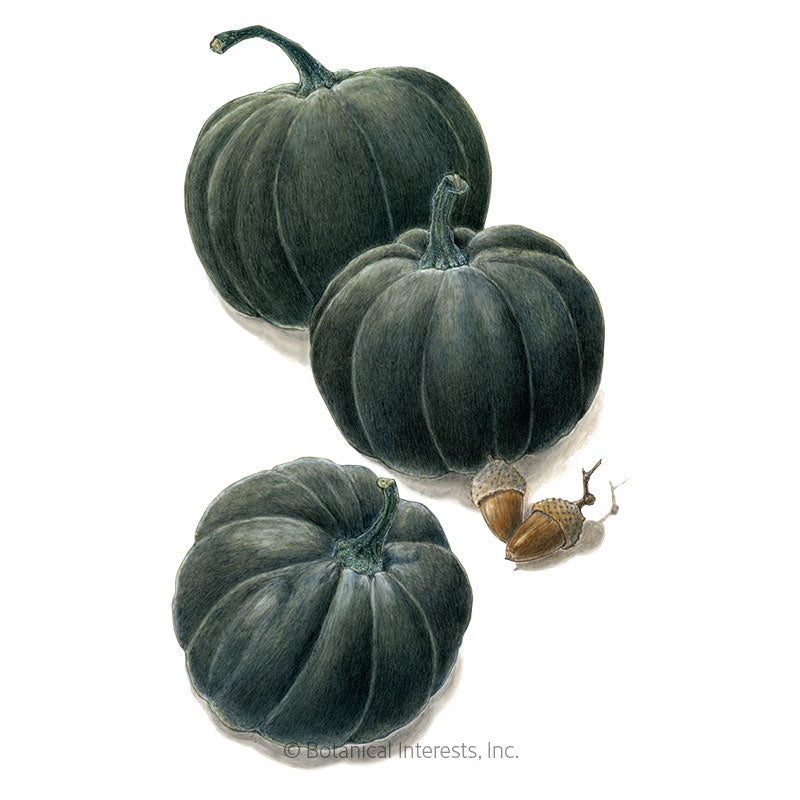 Black Kat Pumpkin Seeds – Botanical Interests