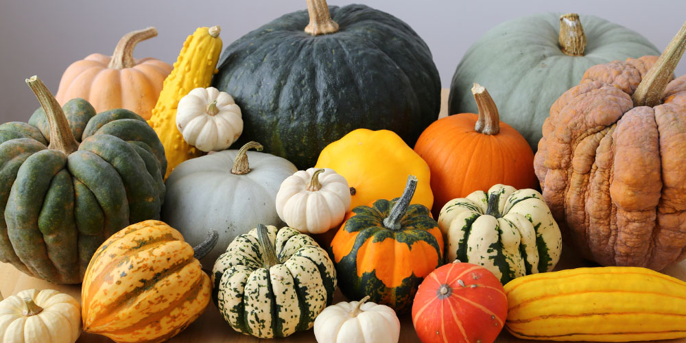 Choosing the Best Pumpkins for Cooking or Decorating - Westwood ...