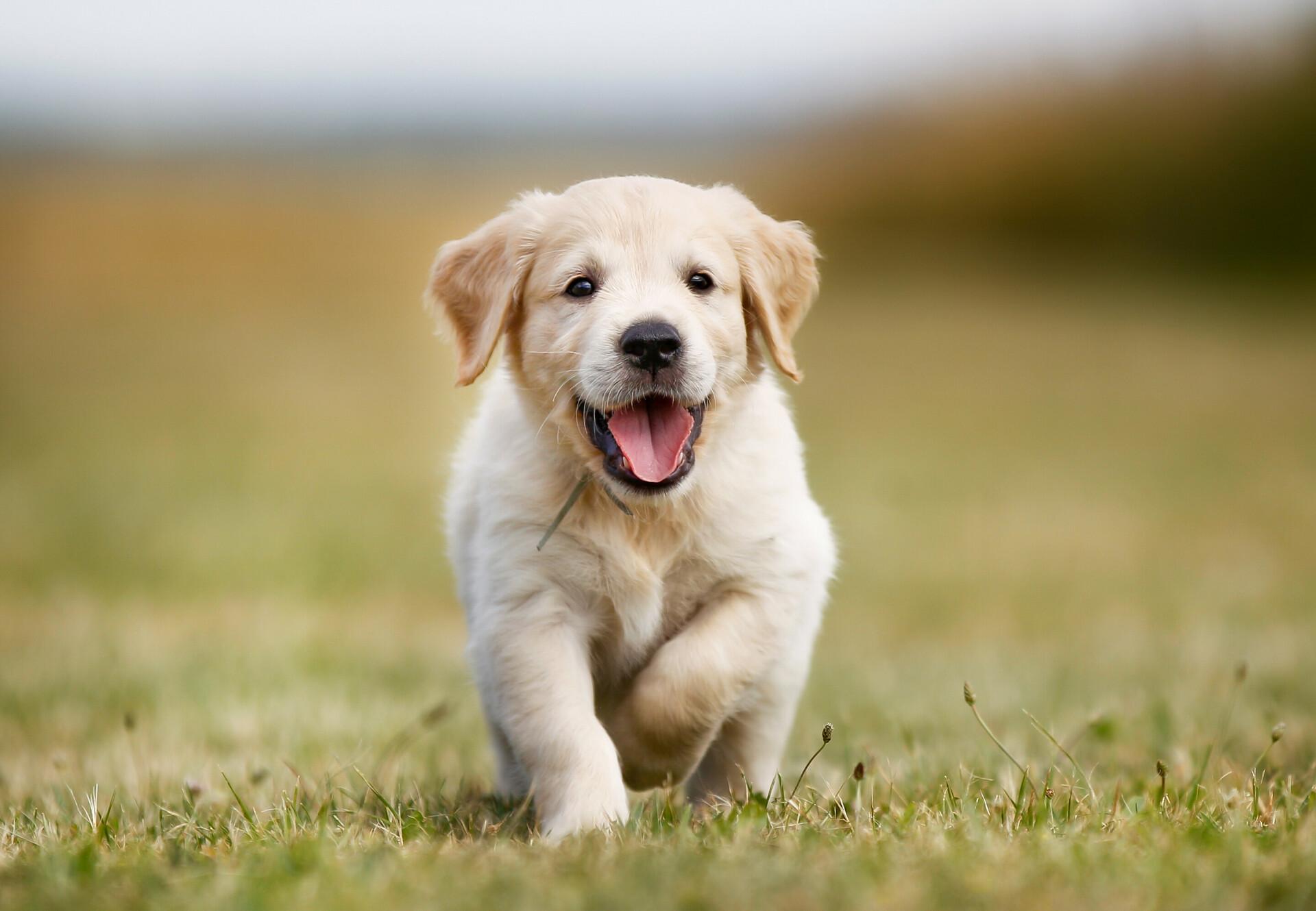 10 Tips to Recognise a Responsible Puppy Seller - FOUR PAWS ...