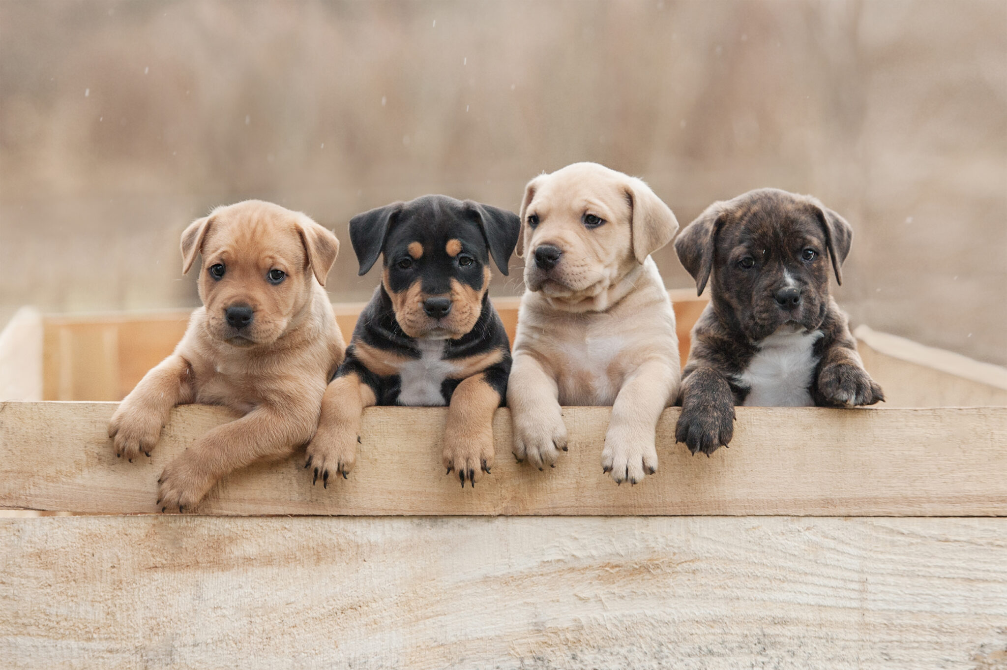 The Benefits of Feeding Your Puppy Puppy-Specific Food - Zignature ...