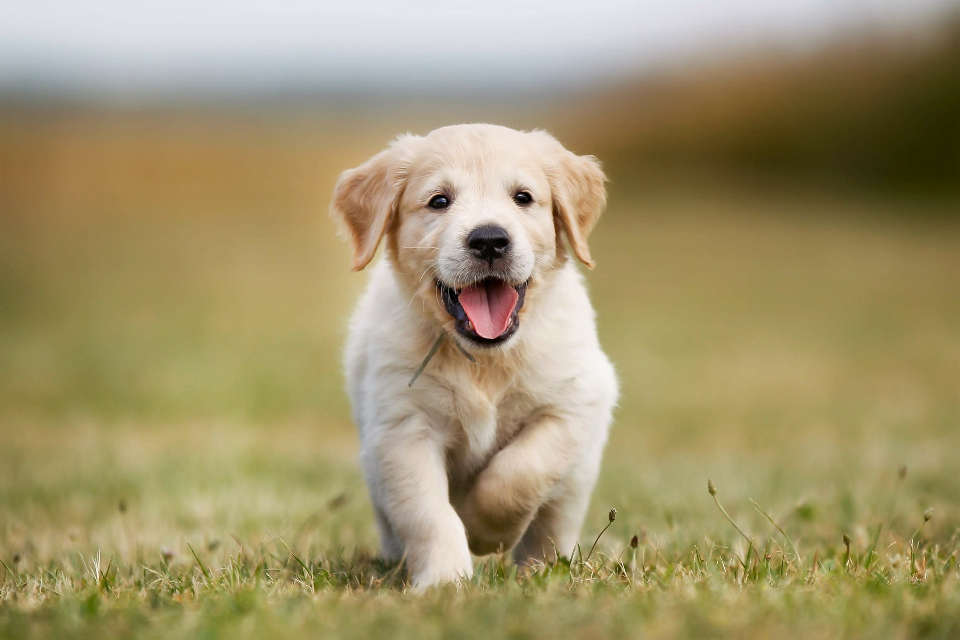 Puppy Teething Tips for Pet Parents | Clemmons Vets