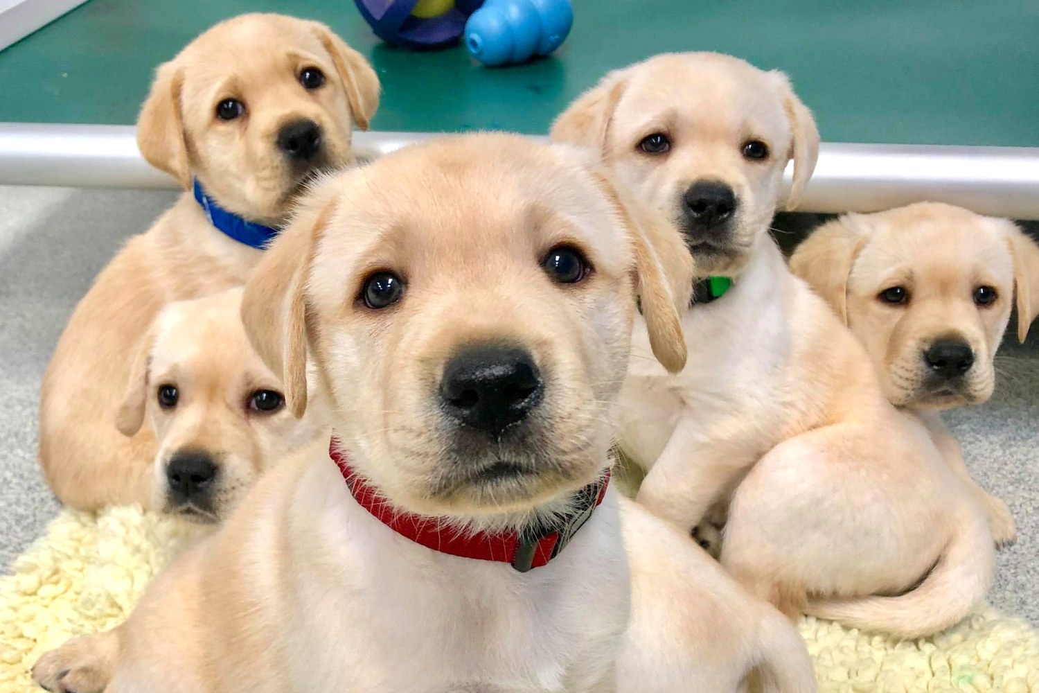 Pups looking at you, kid: Puppies can understand human cues from ...