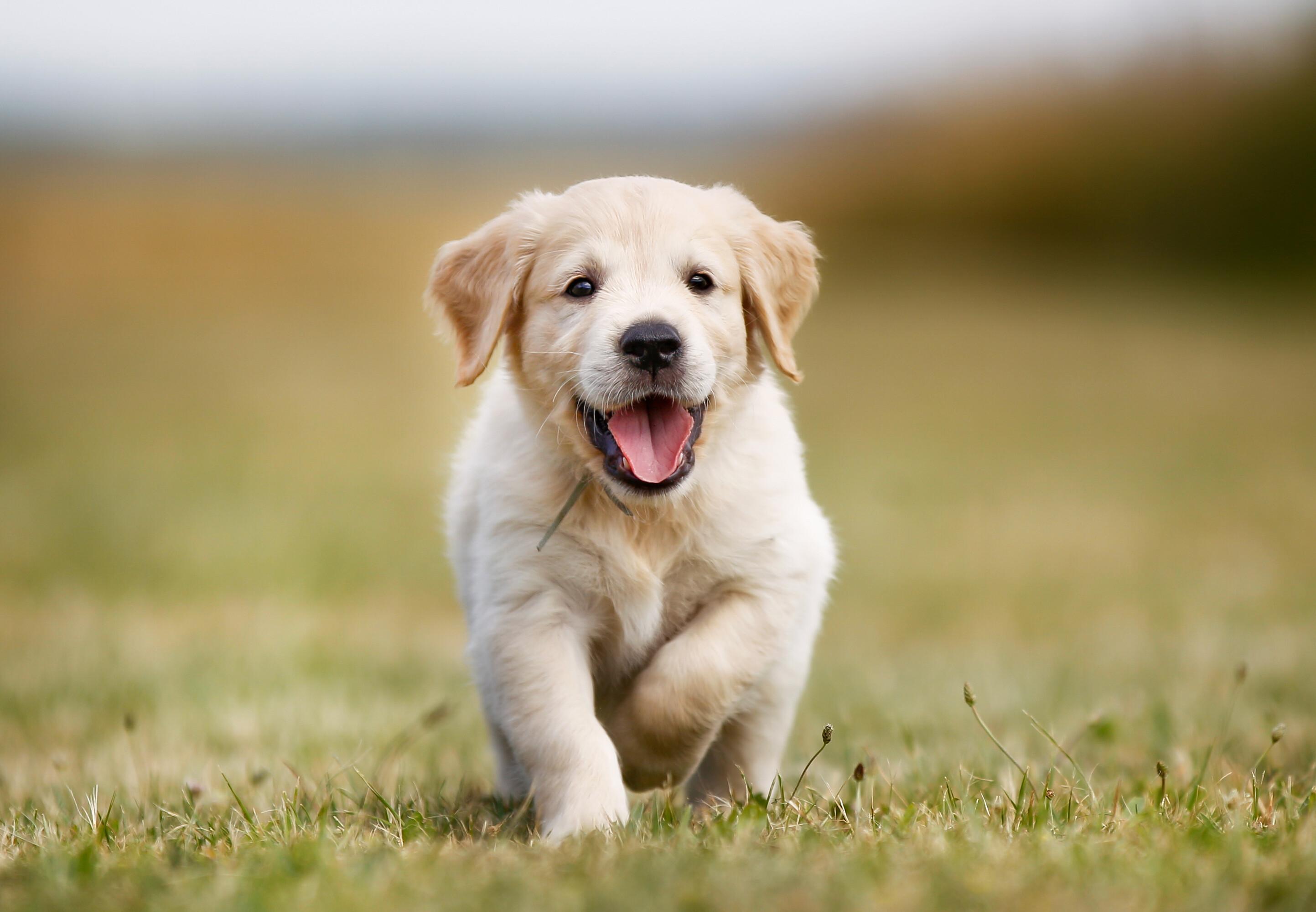Kennel club uk find a hot sale puppy