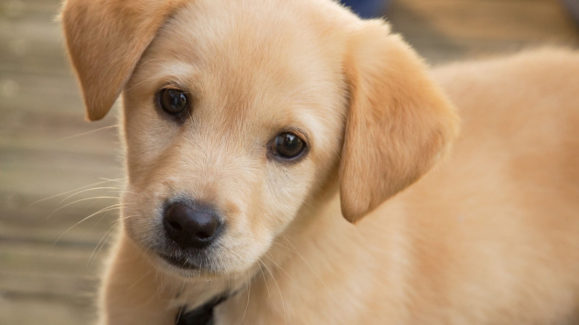 A puppy and hot sale a baby
