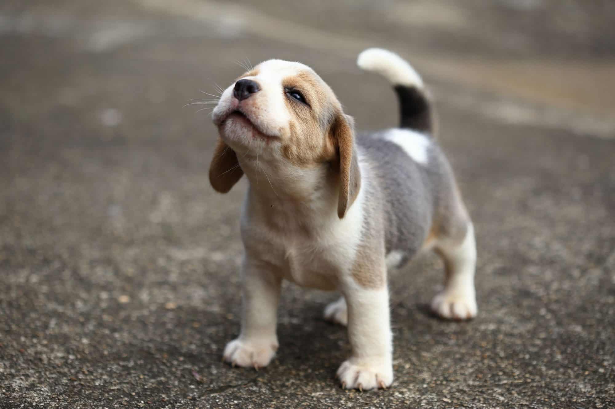 puppy