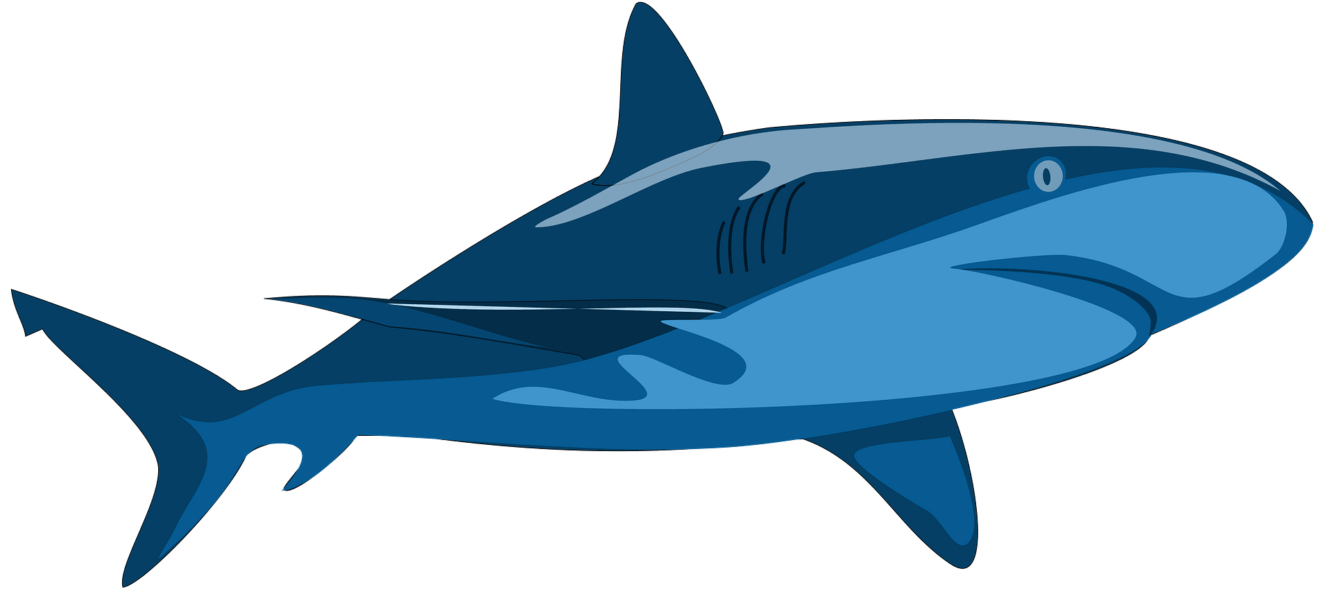 Shark Pure - Free vector clipart images on clipart library.com