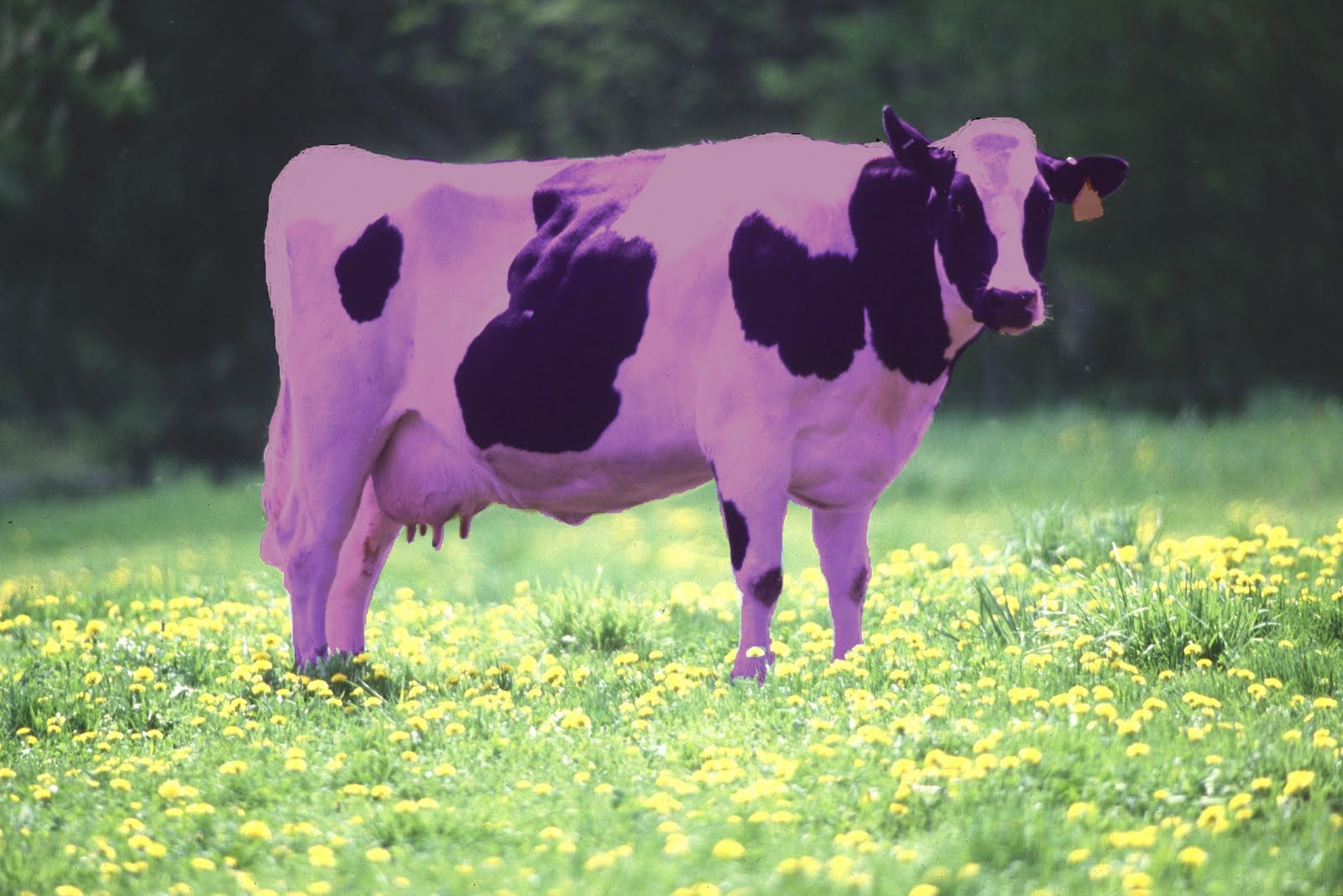 purple cows