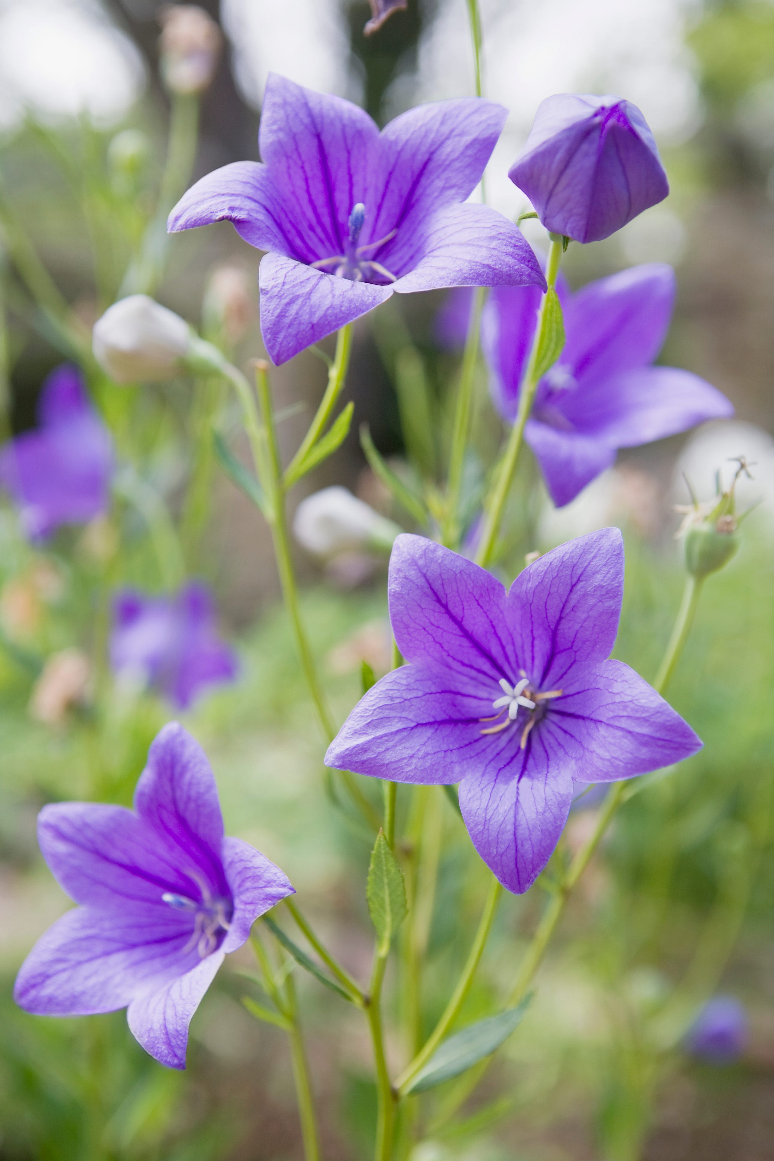 purple flower