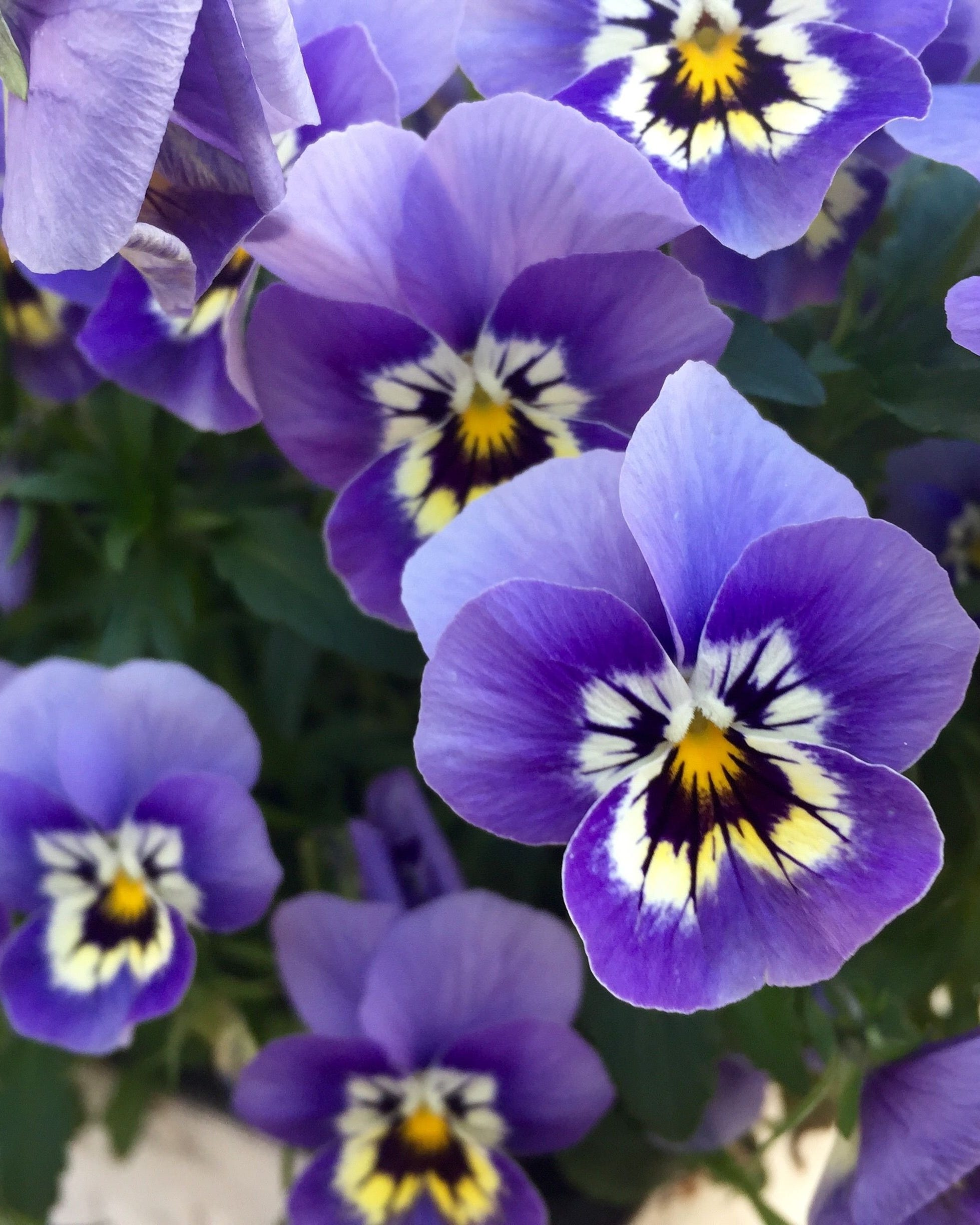 purple flower