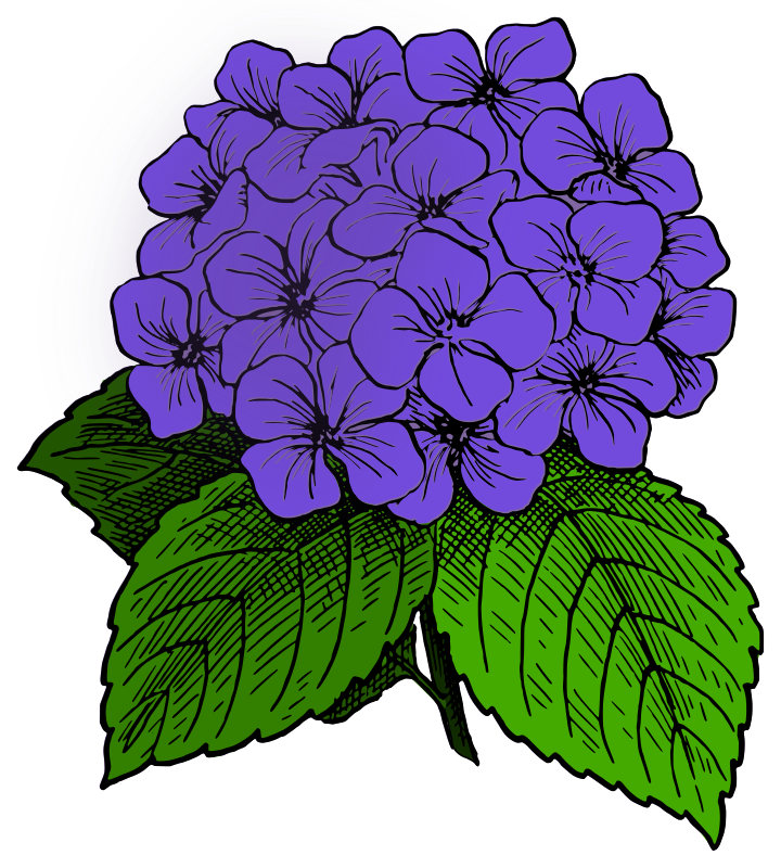 purple hydrangea cliparts