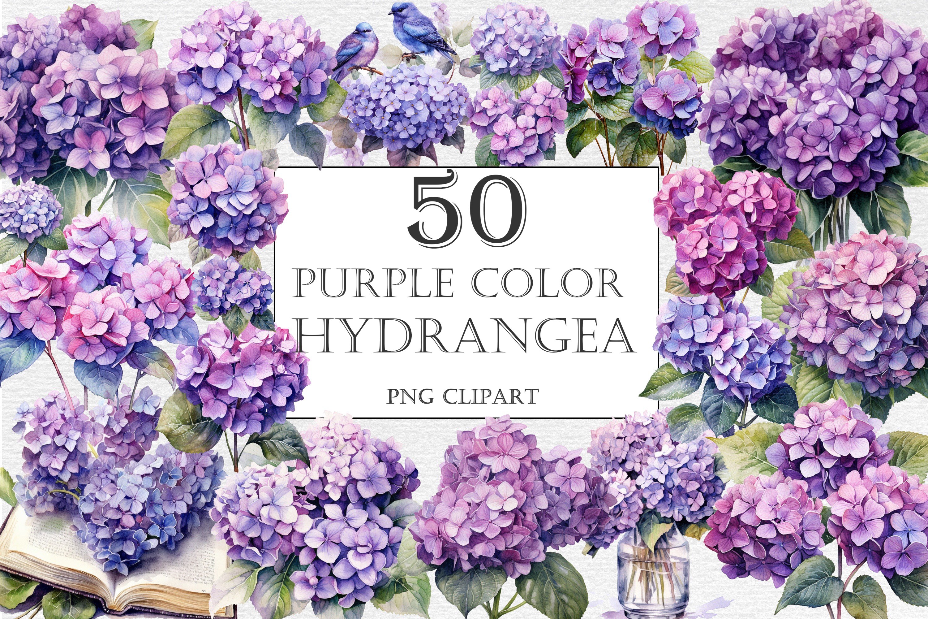 purple hydrangea cliparts