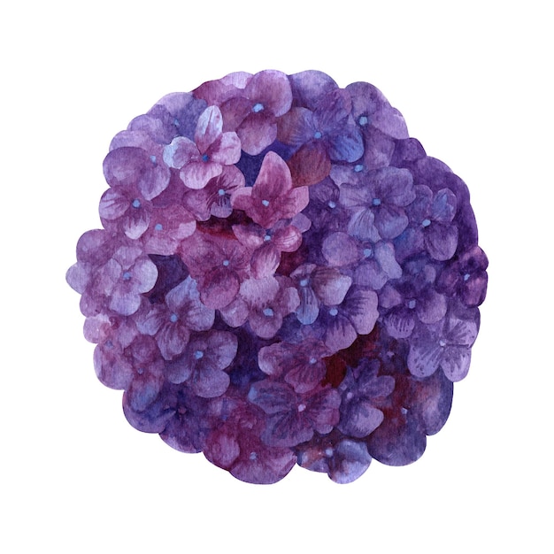 purple hydrangea cliparts