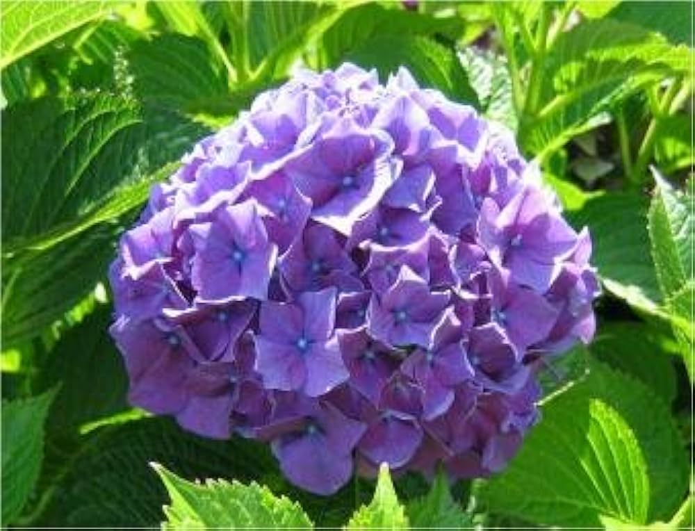 Hydrangea Purple Hydrangea Seeds - Treasuresbylee - 50 : Amazon.de ...