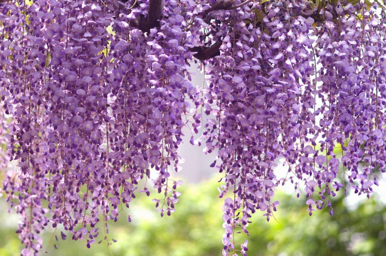 Wisteria floribunda Royal Purple (Japanese Wisteria)