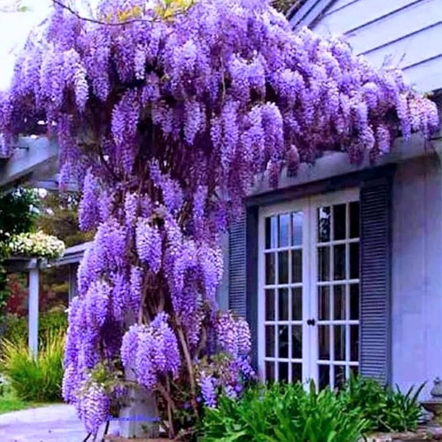 Amazon.com : 3 Purple Wisteria Trees Live Plants, Purple Wisteria ...