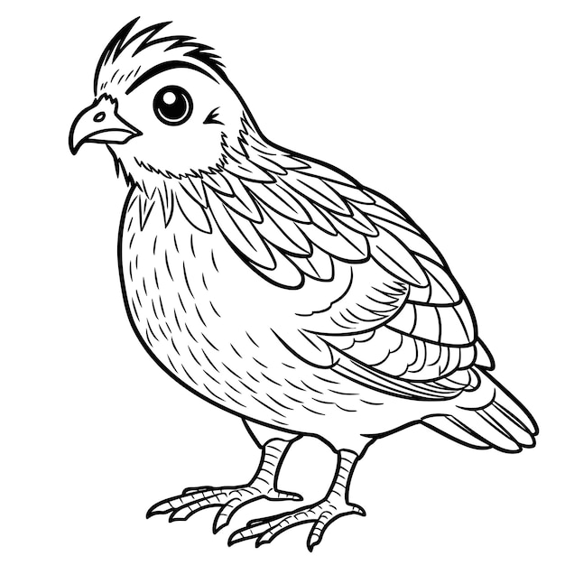 Quail coloring pages for kid | Premium AI-generated vector